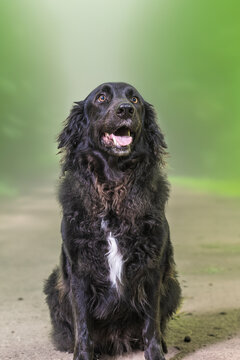 image of a long-haired retriever of black color