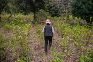 A farmer walking around an organic plantation in the Peruvian Jungle. - obrazy, fototapety, plakaty