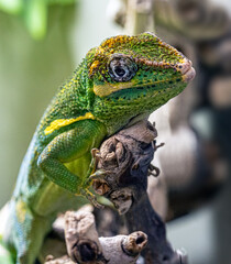 The knight anole (Anolis equestris) is the largest species of anole also called Cuban knight anole or Cuban giant anole.