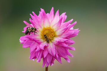 Bees on a Pink Decorative Dahlia