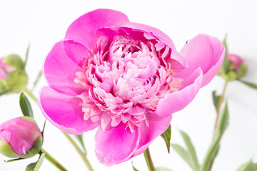 Close-up of anemone form of pink peony in bouquet of flowers