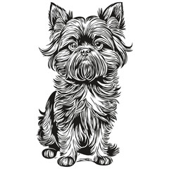 Affenpinscher dog ink sketch drawing, vintage tattoo or t shirt print black and white vector sketch drawing