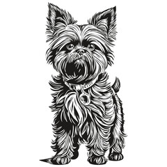 Affenpinscher dog realistic pet illustration, hand drawing face black and white vector sketch drawing