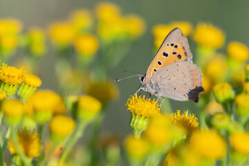 Fototapeta na wymiar one small orange and brown butterfly resting on a yellow blooming flower. Large depth of field. Summer scene in rural area. Field insects. 