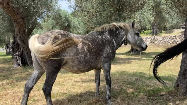 Dapple-grey horse.
