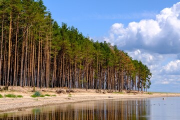 A beautiful beach in Estonia, Kihnu island. Beautiful nature of the island. Pine trees on the shore of the island