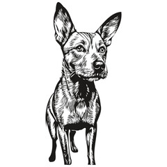 American Hairless Terrier dog isolated drawing on white background, head pet line illustration realistic breed pet