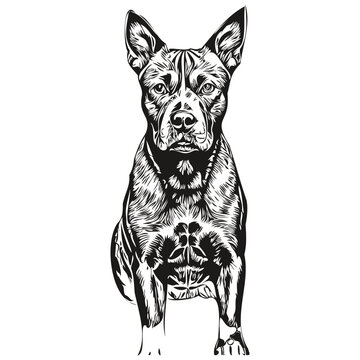 American Staffordshire Terrier dog outline pencil drawing artwork, black character on white background sketch drawing