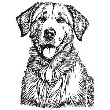 Anatolian Shepherd dog vector face drawing portrait, sketch vintage style transparent background