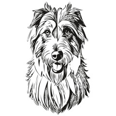 Bearded Collie dog vector face drawing portrait, sketch vintage style transparent background ready t shirt print