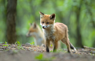 Fototapeta premium Cute young red fox in the forest ( Vulpes vulpes )