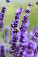 lavender flowers in the garden