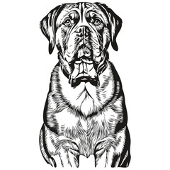 Dogue de Bordeaux dog ink sketch drawing, vintage tattoo or t shirt print black and white vector sketch drawing