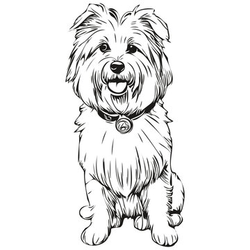 Coton de Tulear dog pet silhouette, animal line illustration hand drawn black and white vector realistic breed pet