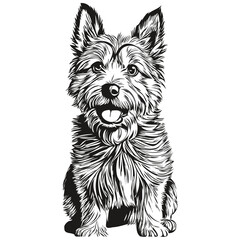 Norwich Terrier dog ink sketch drawing, vintage tattoo or t shirt print black and white vector sketch drawing
