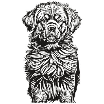 recommend clip art: Newfoundland dog portrait in vector, animal hand drawing for tattoo or tshirt print illustration