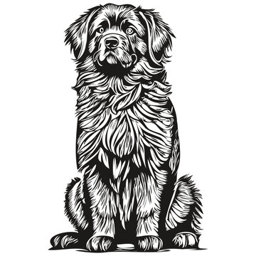 recommend clip art: Newfoundland dog hand drawn logo drawing black and white line art pets illustration realistic breed pet