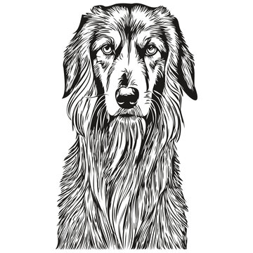 recommend clip art: Saluki dog face vector portrait, funny outline pet illustration white background