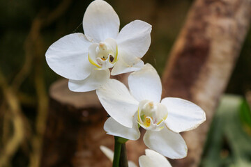 white magnolia flowers
