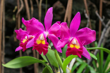 purple orchid flowers