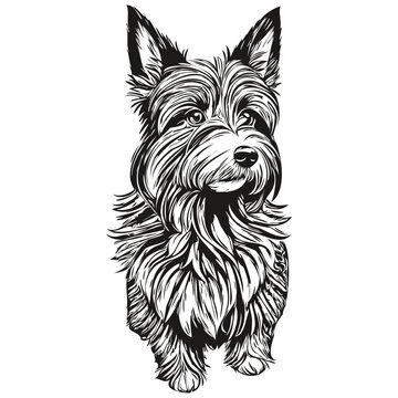 recommend clip art: Scottish Terrier dog t shirt print black and white, cute funny outline drawing vector realistic breed pet
