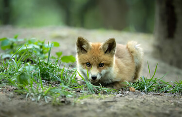 Cute young red fox in the forest ( Vulpes vulpes )