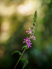 Lythrum salicaria, la arroyuelalla, llamada frailecillo