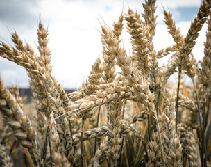 ears of wheat