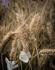 ears of wheat