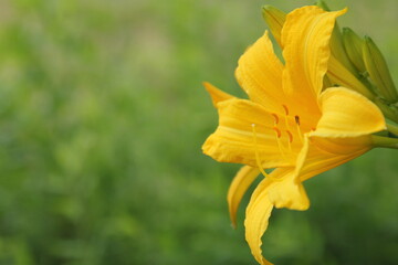 Fototapeta na wymiar Yellow day lily on a green natural background. Space for text.