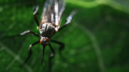 Rhamphomyia longicauda, long-tailed dance fly. Empididae family, insect with long mouthparts. Macro photo of flying garden animals. Black fly on a leaf.
