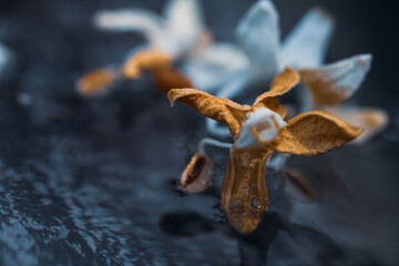 Dried white and orange flowers. Dead flowers fallen on water. Still life, complementary colors. Macro photograph of lily flower with stamens and orange petals.