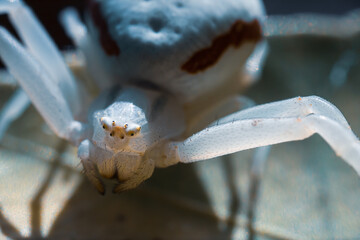Large white crab spider. Menacing spider with thick hair and red stripes on the sides. Camouflage animals, predatory spider waiting for bees and bumblebees. Ultra-macro photography, close-up portrait.
