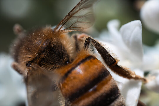 Big pollen-smeared bee on a white flower. Pollinator bee feeds on a zagara flower. Importance of bees, environmental protection and climate emergency. Honey production and animal behavior.