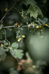 Green hawthorn berries ripen on a branch, among green leaves. Green leaves, green berries, on a hawthorn branch.