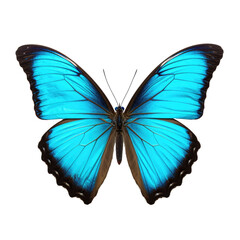 Fototapeta premium Butterfly isolated on transparent background. Generative ai