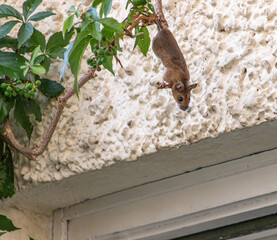 kleine braune Maus klettert im Sommer in wildem Wein über einem Fenster an einer Fassade