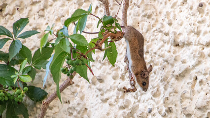 kleine braune Maus klettert im Sommer in wildem Wein an einer Fassade
