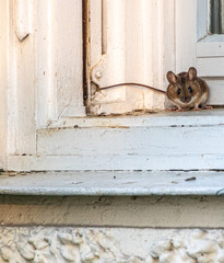 kleine braune Maus sitzt in der Ecke eines alten, weissen  Holzfensters