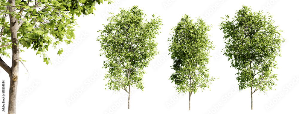 Poster sycamore maple trees isolated on transparent background and selective focus close-up. 3d render.