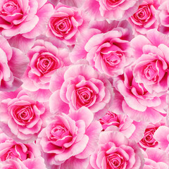 Seamless pattern of opened roses.