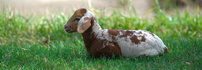 A baby goat is resting in the middle of the forest.