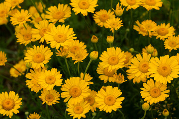 yellow flowers in the garden