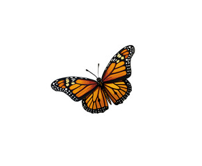 Vector illustration of a butterfly in yellow on a white background