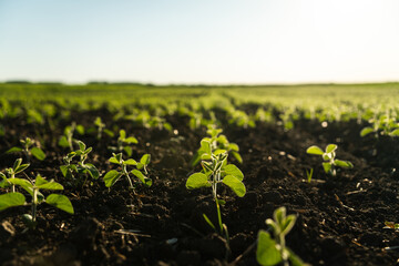 Close up of soybean plant in cultivated agricultural field. Agriculture process. Rows of young soybean plants. Young soybean crops during the period of active growth.