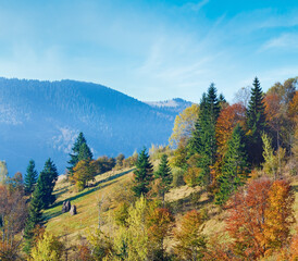 Sunny autumn mountain forest on mountainside (Carpathian, Ukraine)