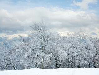First winter snow and mountain beech forest