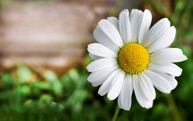 Chamomile garden on a natural background close-up