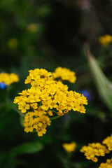 Aurinia saxatilis. The yellow flowers