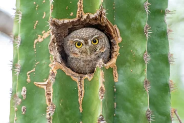 Fototapeten Sanford's Elf Owl (Micrathene whitneyi ssp. sanfordi) nesting in a cactus © Daniele